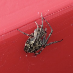 Larinioides sclopetarius