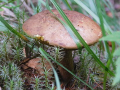 Boletaceae