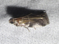 Quasisalebria atratella