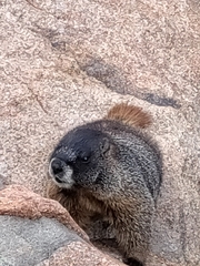 Marmota flaviventris