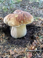 Boletus edulis grandedulis