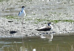 Himantopus mexicanus