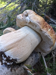 Boletus edulis grandedulis