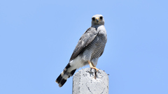Buteo plagiatus