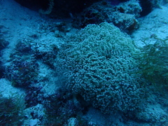 Fimbriaphyllia divisa