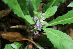 Ajuga decumbens