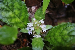 Ajuga decumbens