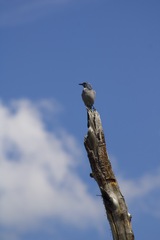 Aphelocoma woodhouseii