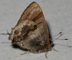 Rubroserrata ecbatana