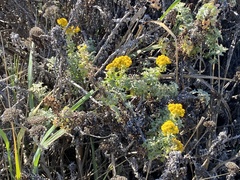 Eriophyllum staechadifolium