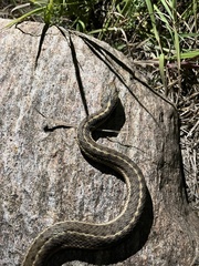 Thamnophis elegans vagrans
