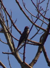 Tyrannidae