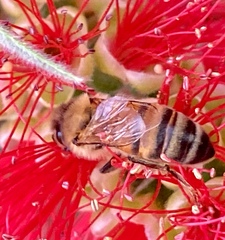 Apis mellifera