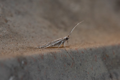 Coleophora