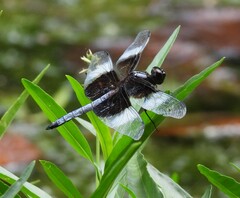 Libellula luctuosa