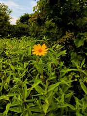 Helianthus tuberosus