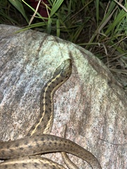 Thamnophis elegans vagrans