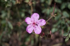 Geranium viscosissimum