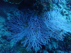 Melithaea