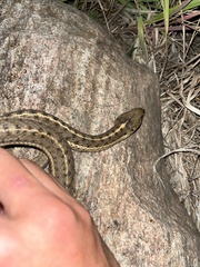 Thamnophis elegans vagrans
