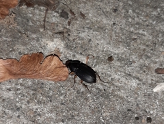 Pseudoophonus