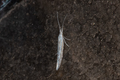 Coleophora
