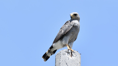 Buteo plagiatus