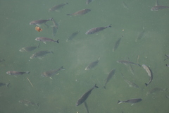 Acanthopagrus australis