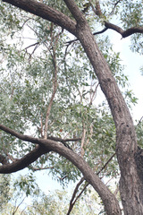 Eucalyptus fibrosa