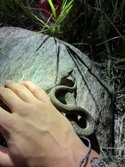Thamnophis elegans vagrans