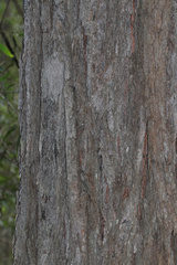 Eucalyptus fibrosa