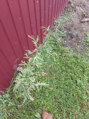 Urtica cannabina