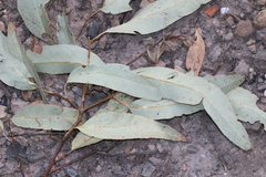 Eucalyptus fibrosa