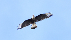 Caracara plancus