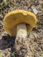Boletus edulis grandedulis