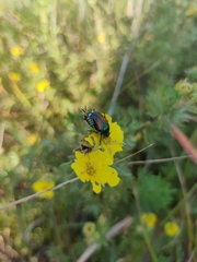 Dasiphora fruticosa