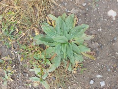 Plantago depressa