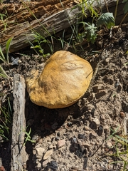 Boletus edulis grandedulis