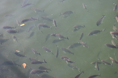 Acanthopagrus australis