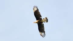 Caracara plancus