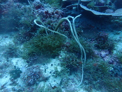 Junceella fragilis