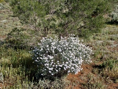Olearia pimeleoides
