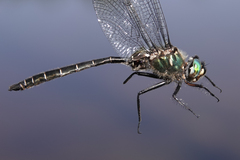 Somatochlora albicincta