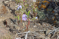 Phacelia linearis