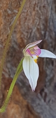 Caladenia alata