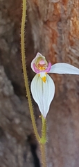 Caladenia alata