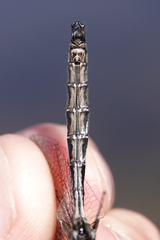 Somatochlora albicincta