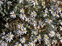 Olearia pimeleoides