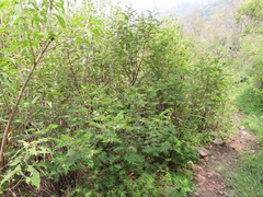 Acaciella angustissima