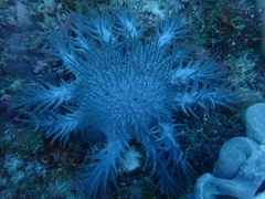Acanthaster